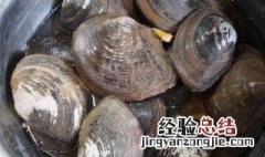 河蚌粉丝汤怎么做 河蚌粉丝汤的做法