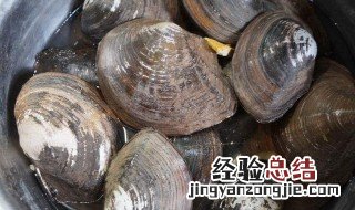河蚌粉丝汤怎么做 河蚌粉丝汤的做法