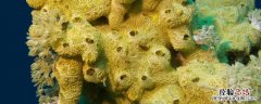 海绵的滤食性主要是用于什么特征 海绵的滤食性