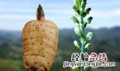 天麻的功效与吃法 天麻的吃法与用量