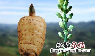 天麻的功效与吃法 天麻的吃法与用量