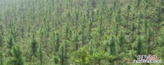 人工种植林容易发生病虫害吗，人工种植林是什么意思