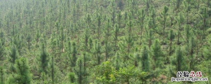人工种植林容易发生病虫害吗，人工种植林是什么意思