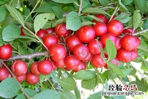 农村种植什么收益快又高 农村种植什么收益好