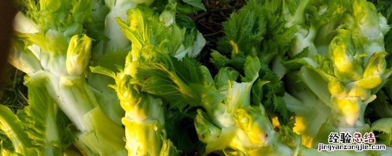 儿菜膨大素什么时候打，温度在多少度适宜