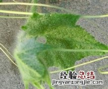 南瓜须的功效与作用 南瓜须的功效和作用