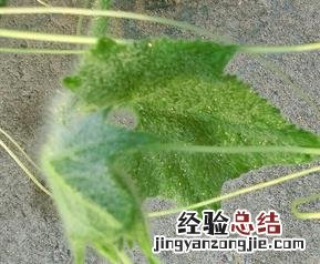 南瓜须的功效与作用 南瓜须的功效和作用