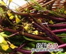 红菜苔的功效 红菜苔的功效与作用图片