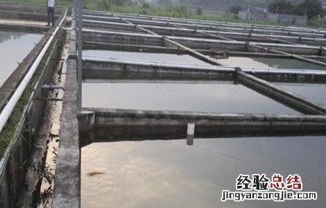 罗非鱼苗培育技术书籍 罗非鱼苗培育技术