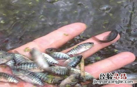 罗非鱼苗培育技术书籍 罗非鱼苗培育技术