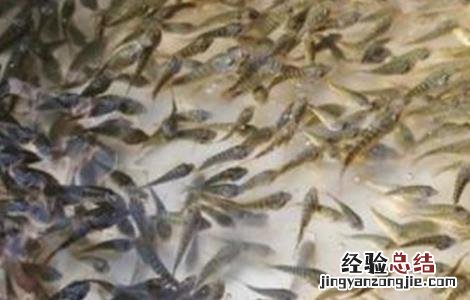 罗非鱼苗培育技术书籍 罗非鱼苗培育技术