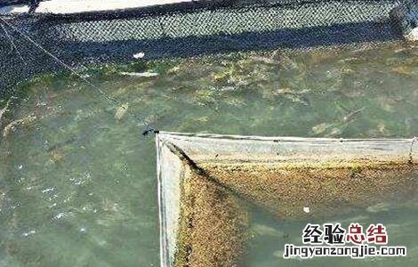 黄花鱼养殖技术 黄花鱼养殖管理