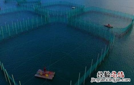 黄花鱼养殖技术 黄花鱼养殖管理