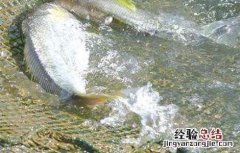 黄花鱼养殖技术 黄花鱼养殖管理
