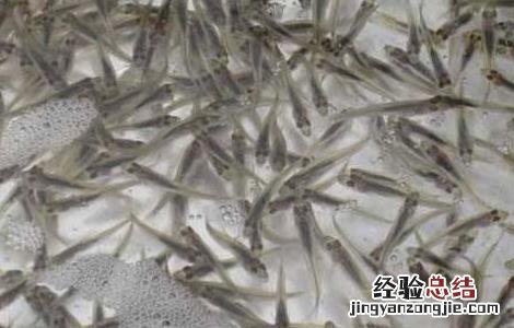 鲈鱼苗培育方式 鲈鱼苗培育方式是什么