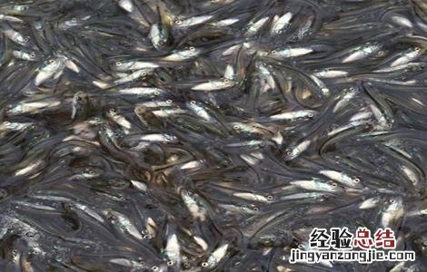 鲈鱼苗培育方式 鲈鱼苗培育方式是什么