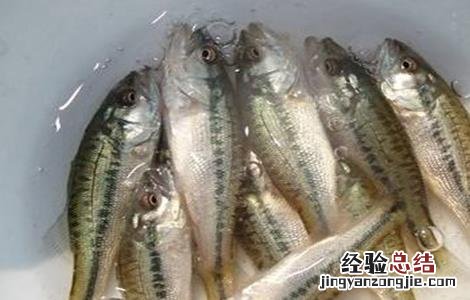 鲈鱼苗培育方式 鲈鱼苗培育方式是什么