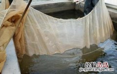 鲈鱼苗培育方式 鲈鱼苗培育方式是什么