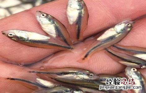 鲈鱼苗培育方式 鲈鱼苗培育方式是什么