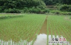 稻田养殖鲫鱼技术要点 稻田养殖鲫鱼技术