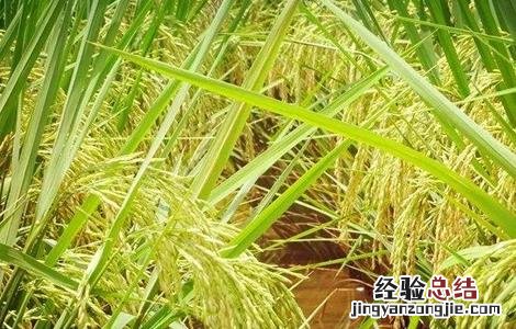 稻田养殖鲫鱼技术要点 稻田养殖鲫鱼技术