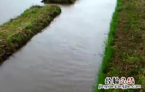 稻田养殖鲫鱼技术要点 稻田养殖鲫鱼技术