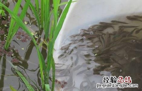 稻田养殖鲫鱼技术要点 稻田养殖鲫鱼技术