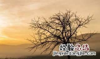 一包盐水浇树多久会死 一包盐水能浇死树的
