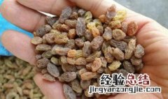 葡萄干可以放在冰箱冷藏里吗 葡萄干没有放冰箱可以吗