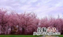 樱花树种植季节 樱花树的栽植季节