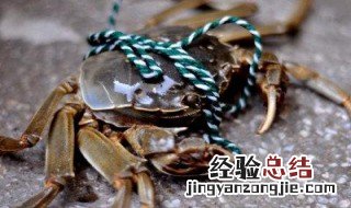 青蟹怎么保存 如何保存螃蟹