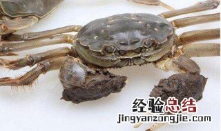 活螃蟹怎么保存 如何保存螃蟹