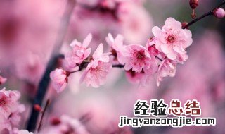 写梅花的诗句古诗 写梅花的诗句古诗小学四年级