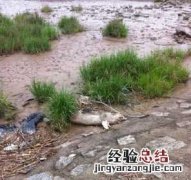 温州市平阳县鳌江镇有多少人口 温州平阳鳌江滩被爆出现多头死猪