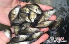 鳌花鱼养殖技术 鳌花鱼养殖技术前景