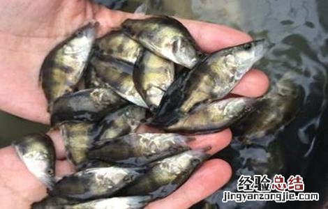 鳌花鱼养殖技术 鳌花鱼养殖技术前景
