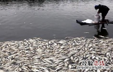 鱼塘清塘怎么清 鱼塘清塘方法