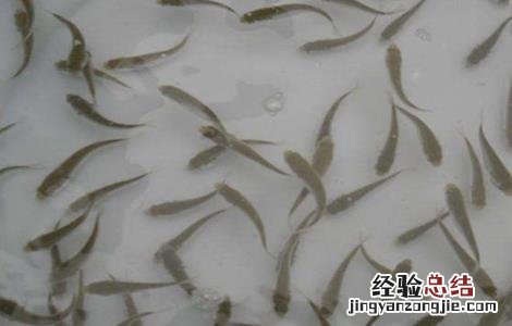 鱼苗喂生豆浆还是熟豆浆 如何用豆浆培育鱼苗