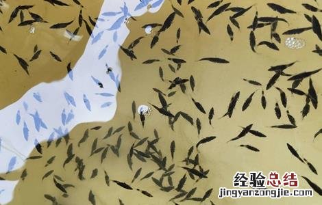 鱼苗喂生豆浆还是熟豆浆 如何用豆浆培育鱼苗