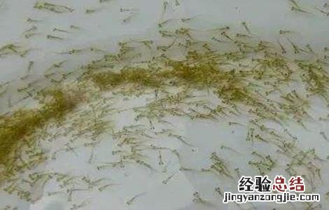 鱼苗喂生豆浆还是熟豆浆 如何用豆浆培育鱼苗