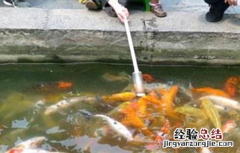 鱼苗喂生豆浆还是熟豆浆 如何用豆浆培育鱼苗
