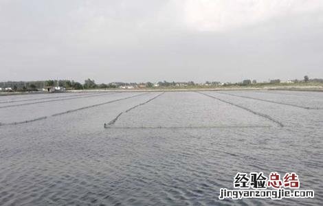梅雨季节养殖塘该怎么管理 梅雨季节水产养殖怎么做