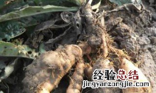 熟地煮水要煮几分钟好 熟地煮水可以加什么吗