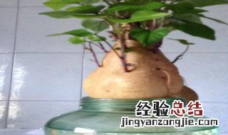 地瓜发芽了怎么种盆栽视频 地瓜发芽了怎么种盆栽