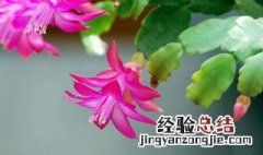 蟹爪兰可以晒太阳吗 春天蟹爪兰可以晒太阳吗