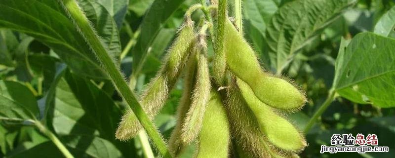 种豆肥田的原理是什么，种豆子什么时候好
