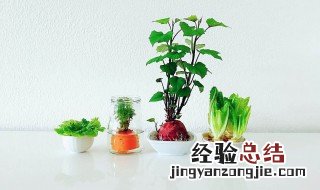 红薯怎么做水培盆景 红薯怎么做水培盆景好看