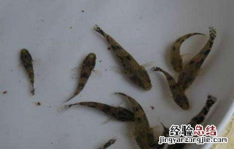 笋壳鱼人工繁殖技术 笋壳鱼人工繁殖技术