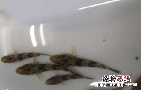 笋壳鱼人工繁殖技术 笋壳鱼人工繁殖技术
