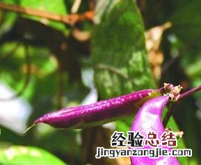 扁豆的营养价值是什么 扁豆的营养价值